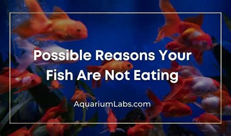aquarium advice|aquarium fish not eating.